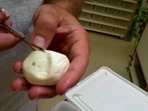 Henry views his Albino Carpet Python Clutch Part 1 of 2