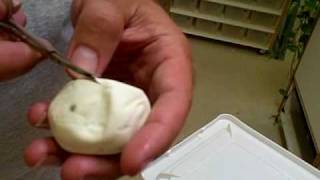 Henry views his Albino Carpet Python Clutch Part 1 of 2 Profile