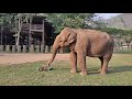 Update Elephant Mae Sri walk to the river - Eleflix