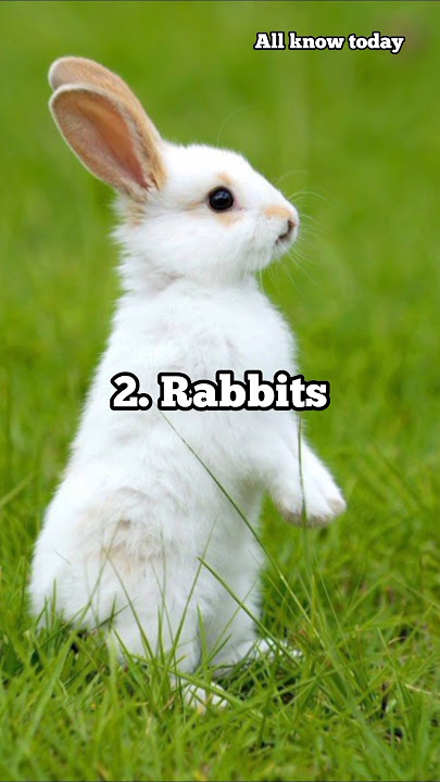 5 animals believed to bring good luck 😱😱 #shorts
