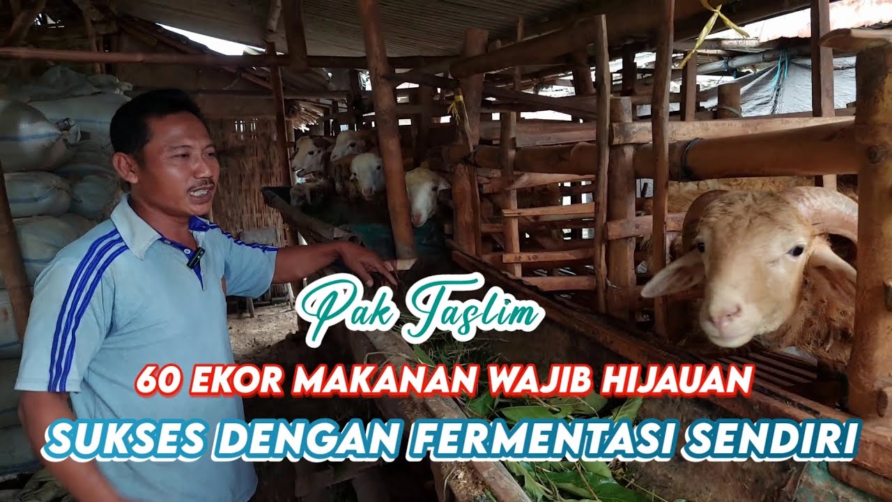 BIKIN FERMENTASI BIAYA MURAH HASIL MAKSIMAL || TERNAK DOMBA GIBAS 6