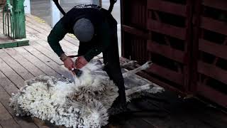 2024: Sheep shearing in Patagonia