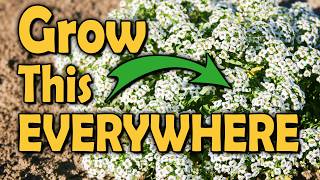Tiny Flower Every Vegetable Garden Needs - Sweet Alyssum