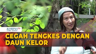 Simak, Ini Khasiat dan Manfaat Daun Kelor