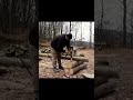 Giant Tree Stump House in the Forest  | Part 2 #survival #cabinadventure #bushcraft