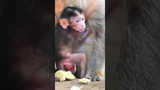 Macaque baby monkey stays awesomely with old Mom 084 #shorts