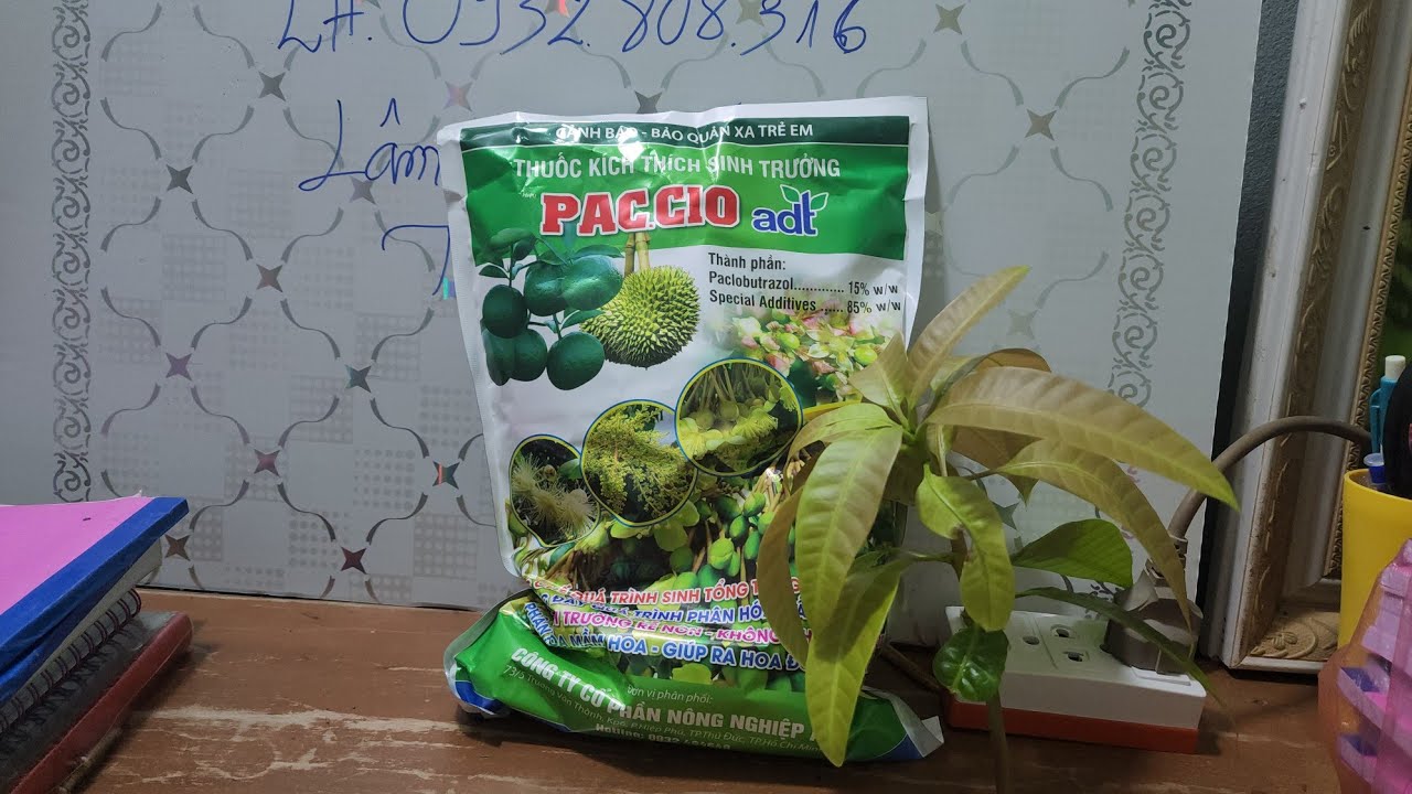 Chia sẽ cach đỗ  thuốc palo cho xoài