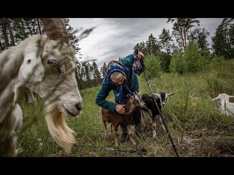 Video: Ar ožkoms reikia roplių?