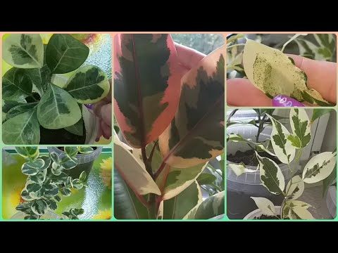 Обзор в АВГУСТЕ🌷Фикусы🍀Керли🌷Эластика🍀Коконат
