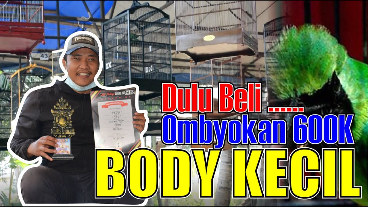 BELI OMBYOKAN CUCAK IJO KINI KONCER DI GANTANGAN - BONGKAR SETTINGAN CUCAK IJO BODY KECIL By HoBi ID