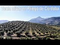 Finca LA ISLA   Priego de Córdoba