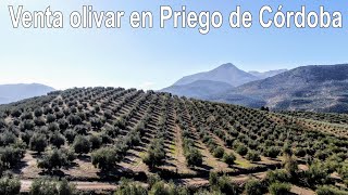 Finca LA ISLA   Priego de Córdoba