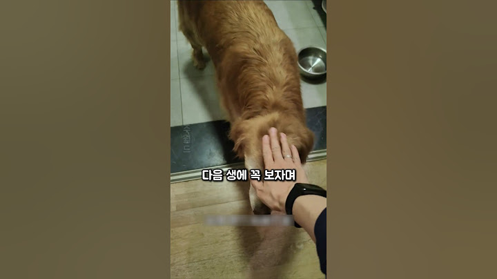 마지막이 될지 모르는 날 작별 인사를 나누는 강아지와 견주