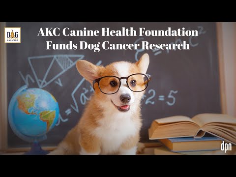 Wideo: Zasznuruj biegaczy i zbieraj pieniądze na badania nad rakiem psów