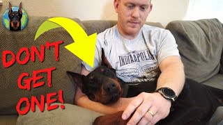 STOP! Don't Get a Doberman If... (You'll Regret It!)