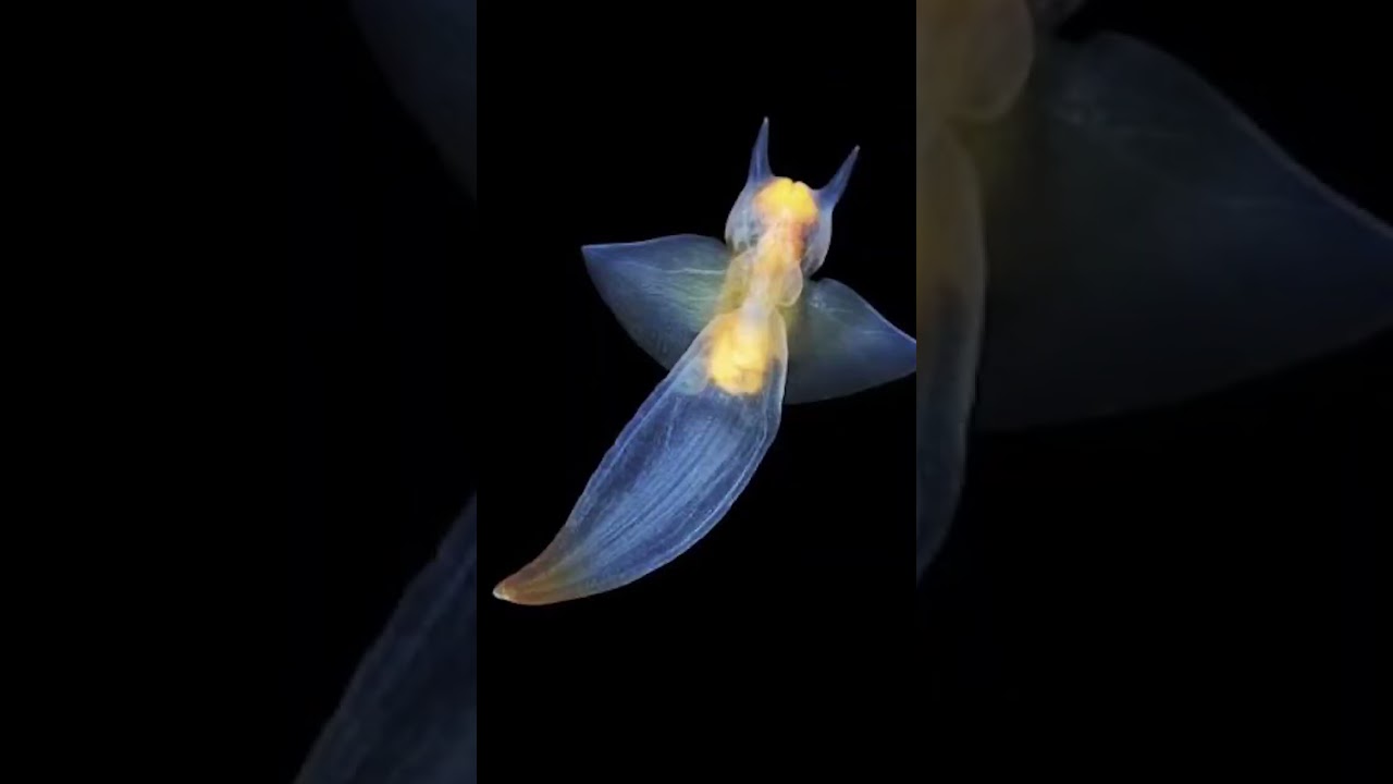 The fact about the Sea Angel Nudibranch 