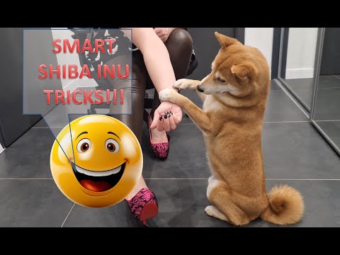 Smart Shiba Inu doing funny tricks!  PART TWO! 😃😍😃