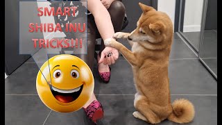 Smart Shiba Inu doing funny tricks!  PART TWO!