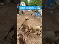 Sheep and Goat Farming #shots #trending  #viral  #sheepfarming  #chicken  #ship #animals