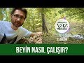 Beyin nasıl çalışır? - Yaz Okulu 2