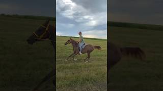 На Кавказе без лошадей никуда⛰️ Приходи в инст konoblog_alisa