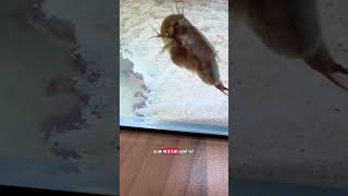 Die Dörte 🥰🦀 (2025) #sumikohh #sumikohh #smallpets #aquarium #triops #urzeitkrebse #krebse