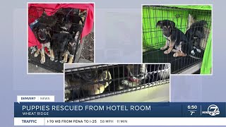 Pet owner gets summons for 11 puppies found in Wheat Ridge hotel room