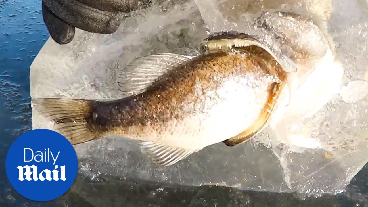 Fishermen found a frozen fish with a dead fish in its mouth Daily