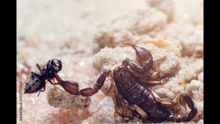 Scorpion Vs Super Antswho Will Win