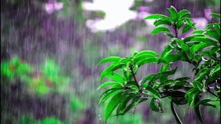 Download lagu suara hujan, kodok, jangkrik dan gemuruh petir yang bikin tenang dan nyaman