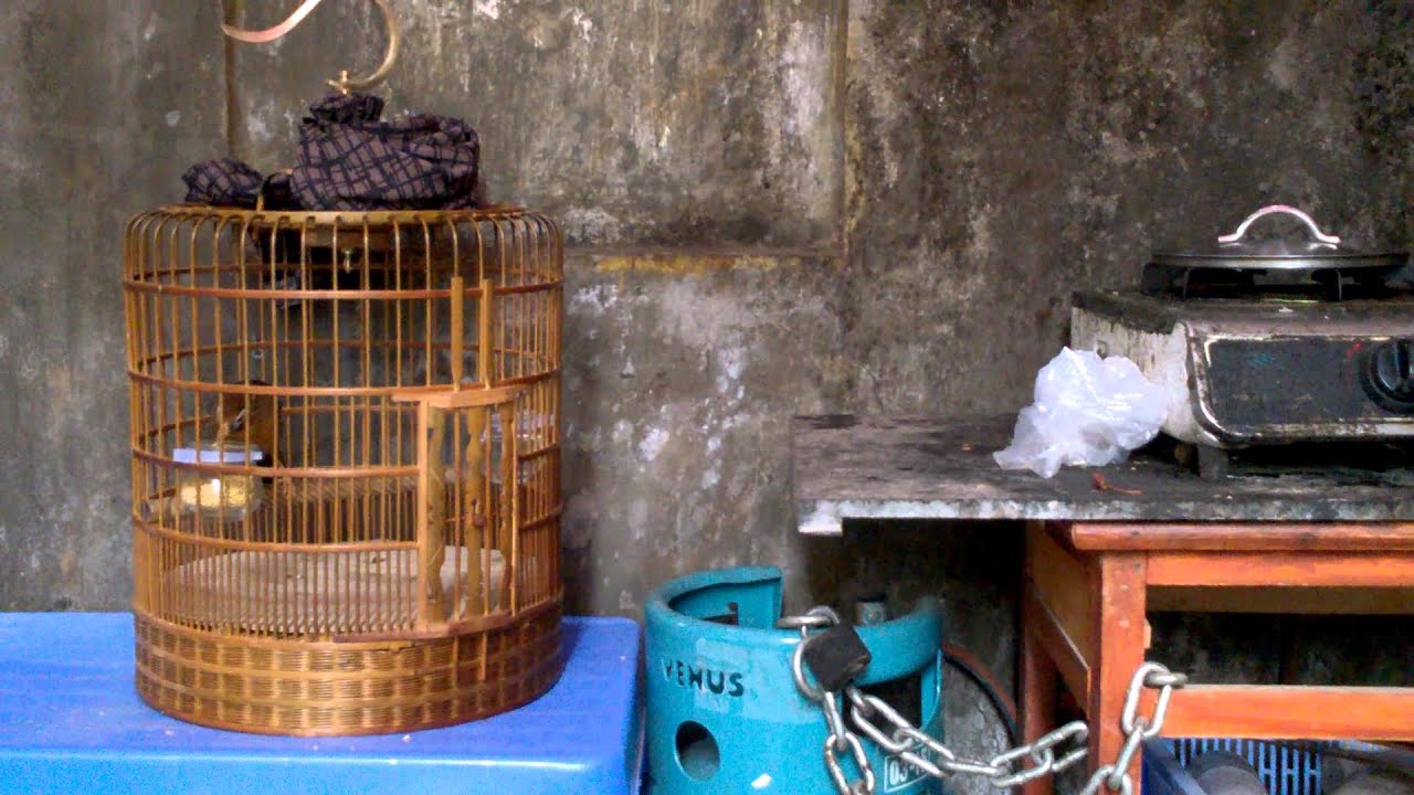 bán chim họa mi 108 SĐT 0944114410 Hà Nội ( chim cảnh đất việt )