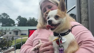 Clear the Shelters event offers discounts for adoptions in Onslow County