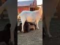 Hungry Puppies vs Confused Goat 😂 #FunnyAnimals #FarmLife #CutePuppies #shorts