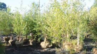 Betula Nigra Trees Central NJ Craigslist add Wealth
