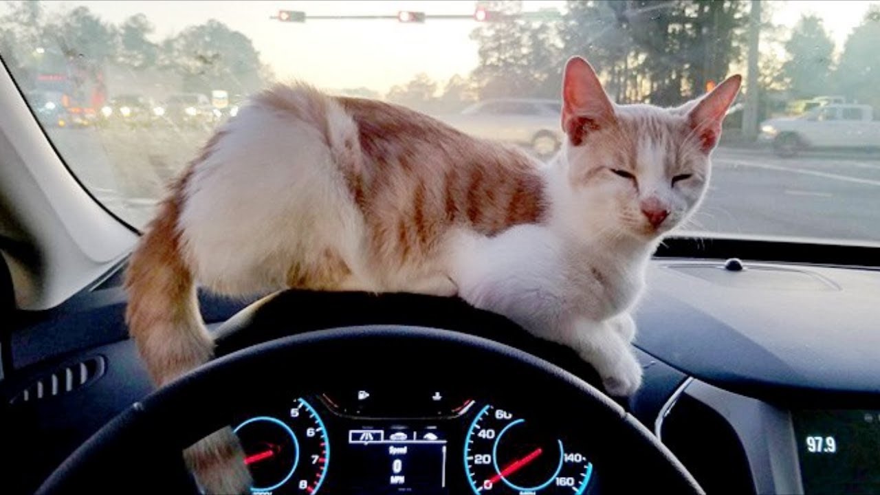 Пока муж ждал в машине. Кот на торпеде автомобиля. Котенок на торпеде машины. Рыжий кот в машине. Кот на панели в машине.