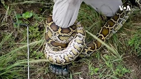 Florida Python Challenge ...