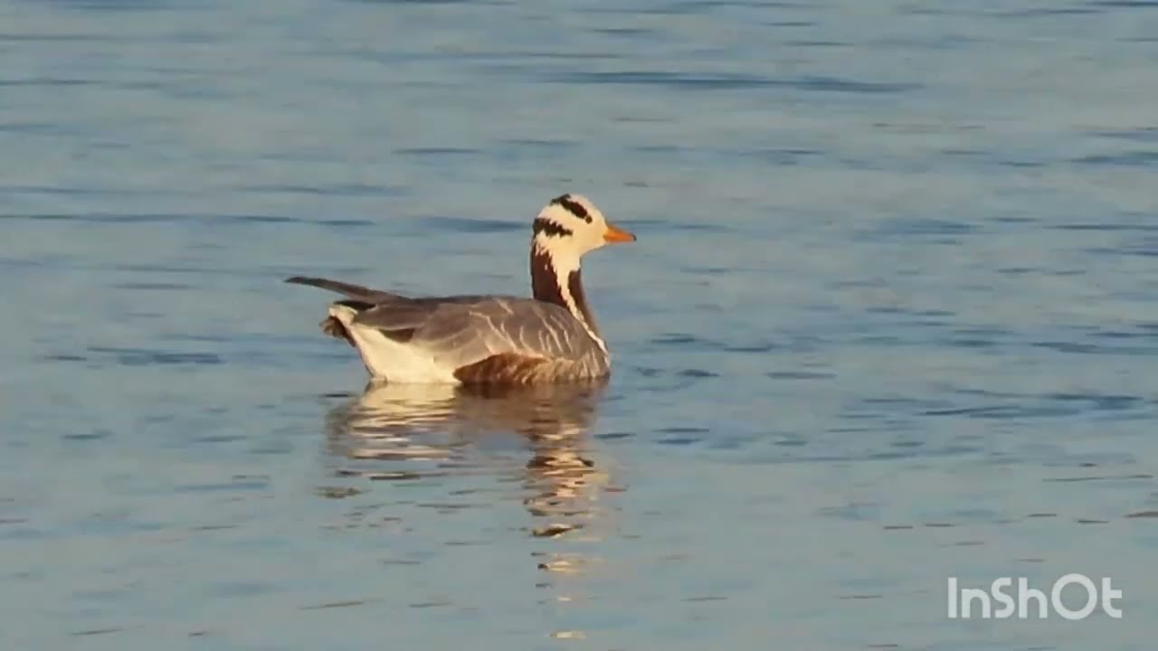 Indijska guska - Bar headed goose - Anser indicus