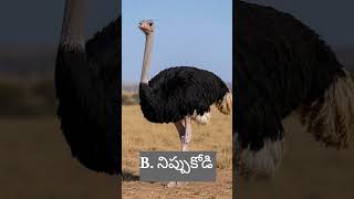 quiz for kids#fun quiz for kids#yt viral