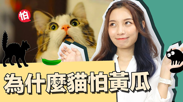 拥有九条命的猫竟然怕黄瓜？｜硬塞智库 Inside Think Tank - 天天要闻