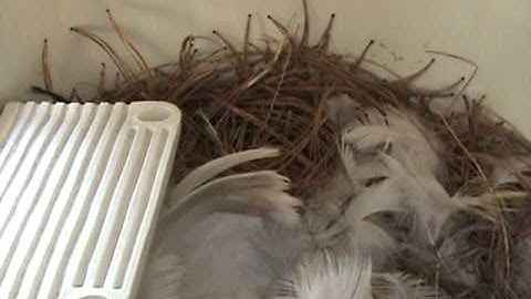 Tree Swallow Diary 2011 Part 6 - Eggs again!