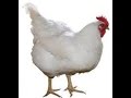 العود ــ سالفته مع الدجاجه
