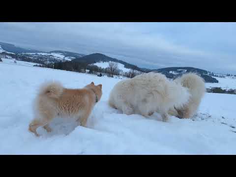 Video: Samoyed Hundeavl Allergivenlig, Sundhed Og Levetid