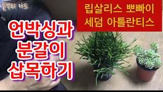 식물 언박싱과 분갈이, 삽목하기,#립살리스 뽀빠이#세덤 아틀란티스