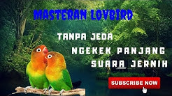 lovbird pasti langsung nyauh Masteran Lovebird Ngekek Panjang Suara Jernih Tanpa Jeda  - Durasi: 1:00:14. 