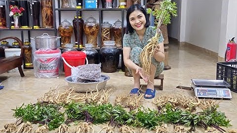 SÂM ĐƯƠNG QUY MÓN QUÀ CHO SỨC KHỎE| ĐƯƠNG QUY BỔ MÁU ĐẸP DA. 13/8/2025