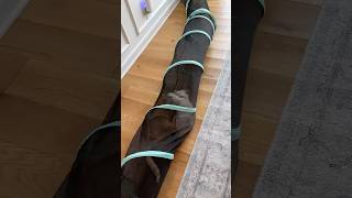 THE ULTIMATE ZOOMIES RECIPE 😂