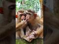 Curious little Monkeys Being Playful 🐒