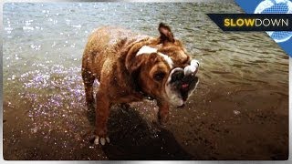 Adorable Wet Dogs In Slow Motion