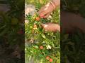 Harvesting  Red Round Chilli #nature #garden #gardening #shortvideo #ytshorts