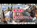 Hasil Persilangan sapi Bali VS sapi simental